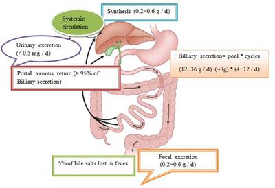 Bile Acid Synthesis: From Nature to the Chemical Modification and Synthesis and Their Applications as Drugs and Nutrients